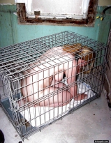 Amateur Slaves locked up in cages